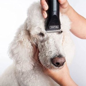 Pet Grooming